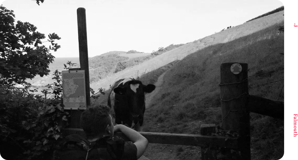 A black & white photograph of a designer engaging with an english dairy cow